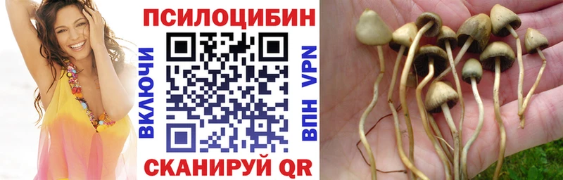 Купить где  Закаменск  Галлюциногенные грибы Psilocybe 
