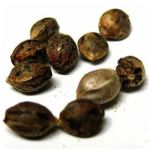 Семена марихуаны АК-47  (Seeds AK-47) в Закаменске